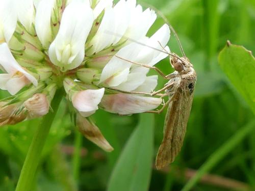 Nomophila noctuella